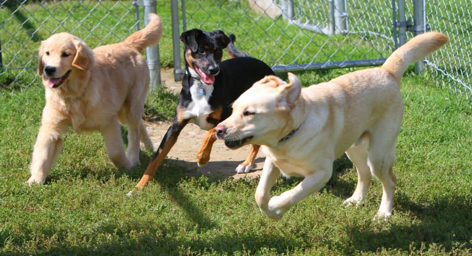 Dog Day Care Jackson Wyoming at charlessgrantham blog