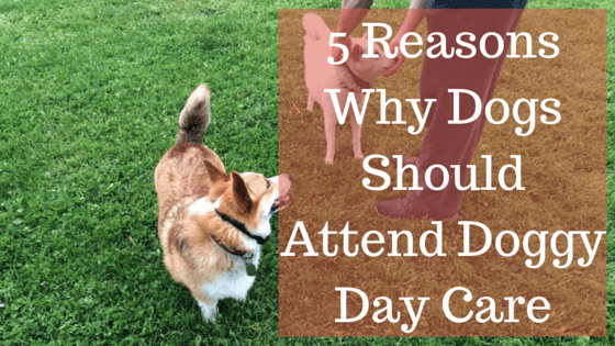 is doggy daycare good for your dog