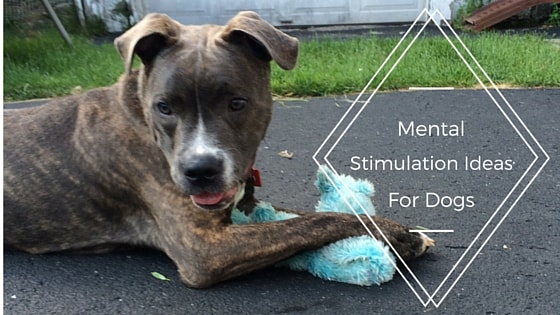 Chronicles of a Dog Trainer: Mental Stimulation & Enrichment: What is it  anyway & why?!